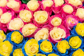 Multi-colored fresh roses. Huge bouquet of roses