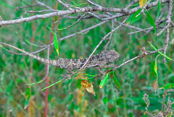 Macro shots, Beautiful nature scene green chameleon 