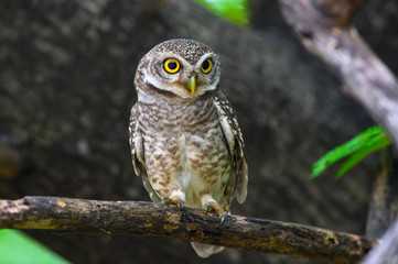 Spotted owlet perched on a branch