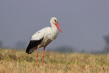 White Stork resting in Early Morning Light