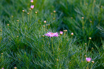 pink flower is blooming