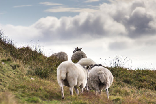 Schafherde in Irland