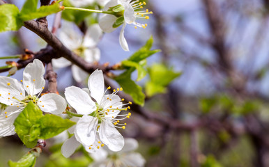 Sunny spring day. cherry blossom. blurred background.
