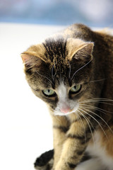 Beautiful portrait of tabby cat