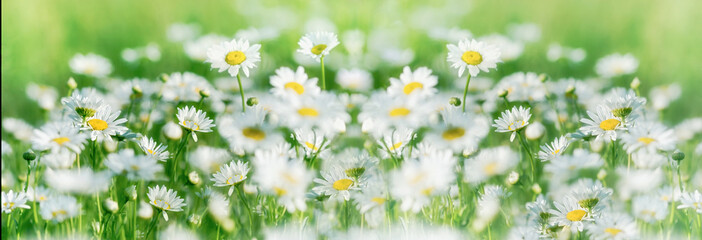 Daisy flower, daisy flowers in meadow, beautiful nature in spring