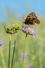 Beautiful butterfly feeding on a bright pink flower closeup. Macro butterfly against blue sky. Butterfly on a spring flower among the field. vertical photo