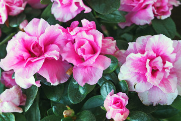 Pink azaleas close-up,  full frame