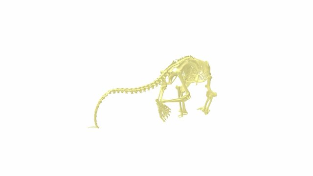 3D rendering of a computer generated model skeleton of an anteater isolated