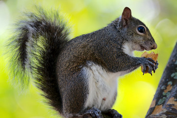 Obraz premium Grauhörnchen