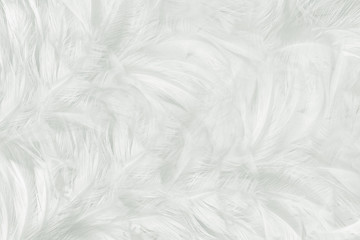 Beautiful white feather wool pattern texture background