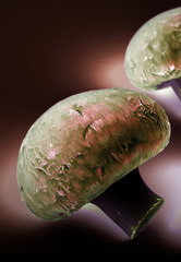 Close up view of mushrooms in negative