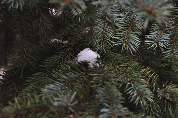 remnants of snow on a spruce branch in the thaw