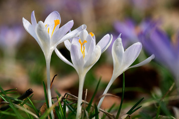 Fototapeta premium Krokusse auf einer Frühlingswiese im Garten, Park oder in der Natur