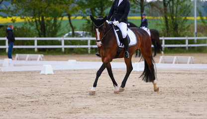 Dressage horse brown with rider during a left turn trotting on the circle..