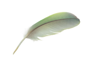 Beautiful green macaw parrot lovebird feather isolated on white