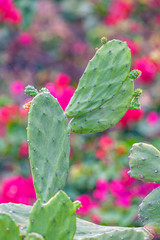 Opuntia,prickly pear cactus