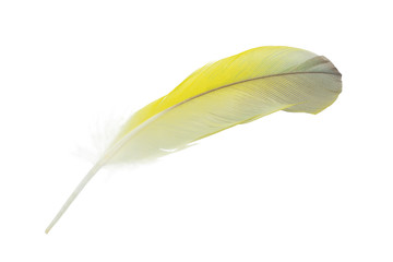 Beautiful yellow parrot lovebird feather isolated on white background