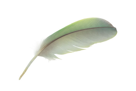 Fototapeta Beautiful green macaw parrot lovebird feather isolated on white
