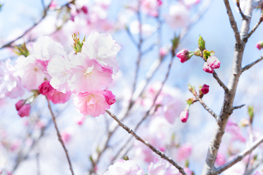 美しい桜の写真。春のイメージ。新学期のイメージ。
