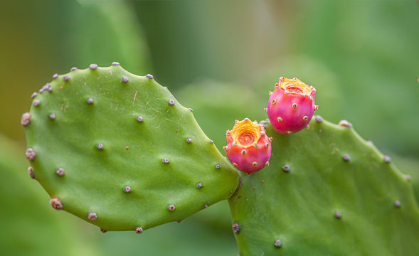 Opuntia,prickly pear cactus