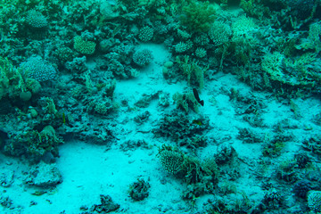 A thriving,healthy coral reef covered in hard corals, soft coral with abundant fish life. toned