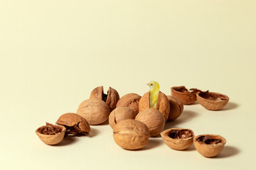 Among several walnut fruits is a split walnut with a chicken emerging from it. Abstract concept of selection and breeding of new species.