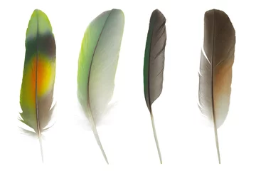 Tableaux sur verre Plumes Beautiful colorful collection feather isolated on white background