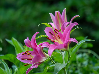 Daylily in garden in summer