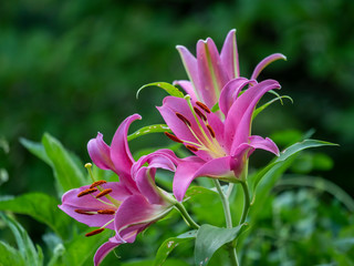 Fototapeta premium Daylily in garden in summer