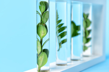 Fototapeta na wymiar Test tubes with plants on color background, closeup