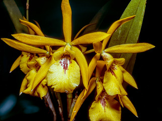 Dendrobium orchid in studio setting