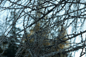 texture di rami ghiacciati con pigne