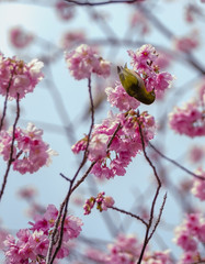 桜とメジロ