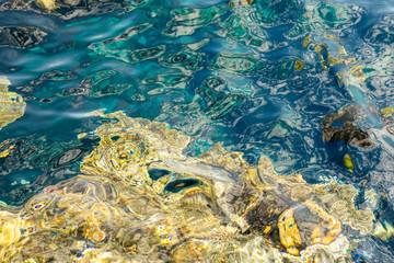 Coral under clear water. Abstract marine background