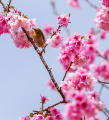 桜とメジロ