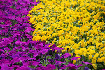 purple and yellow flowers in a garden 