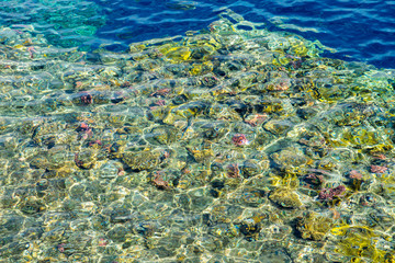 Fototapeta na wymiar Coral under clear water. Abstract marine background. Blurry