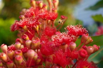 bee on flowers