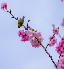 桜とメジロ