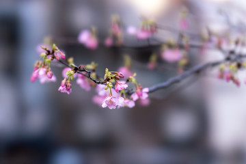 渋谷川沿いのカワズザクラ