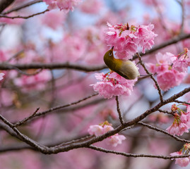 桜とメジロ