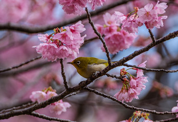 桜とメジロ