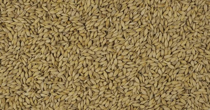 Rotation, background from barley grains. Grocery background. Top view. Copy space.