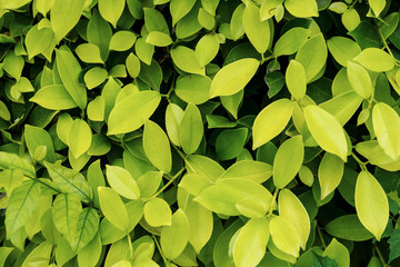 natural green leaves background. tropical leaves background.