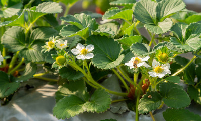 温室の栽培のイチゴ