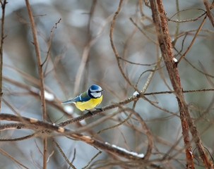 Naklejka premium Tit.