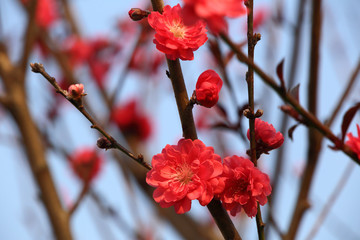 Peach blossom in spring for the Chinese Lunar Year