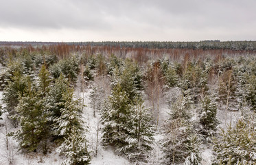 aerial photo, Winter forest from a bird's eye view, snow-covered pine branches, snow and snowdrifts