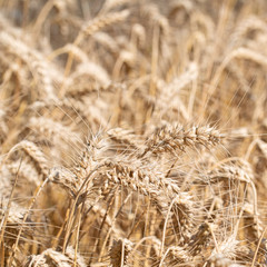 Reifer Roggen, Secale cereale, zur Erntezeit