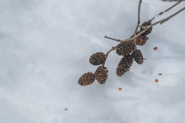 Dry alder twig with cones in the snow. Close up.
